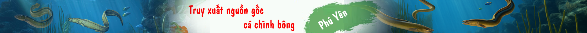 Banner header